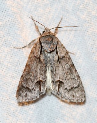 Acronictinae