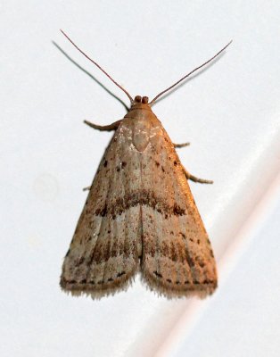 Erebidae