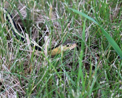 Reptiles