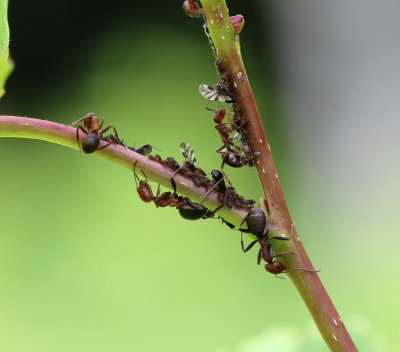Formicidae