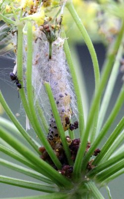 Gelechioidea