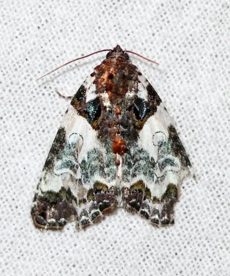 Cerma cerintha