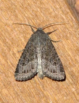 Noctuinae 