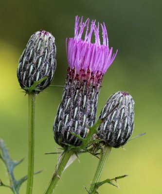 Asteraceae