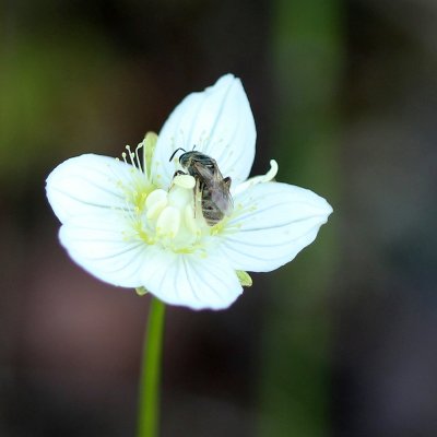 Bee on Parnassia palustris