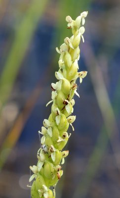 Platanthera aquilonis (Northern Green Orchid)