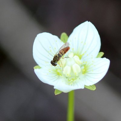 Syrphid fly on Parnassia palustris
