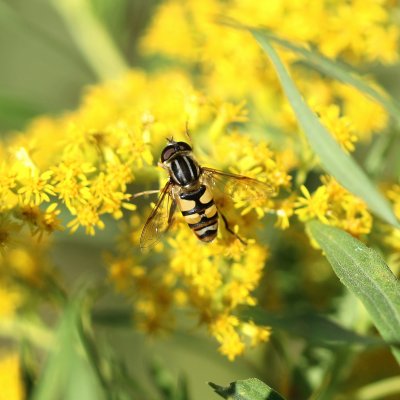 Helophilus fasciatus