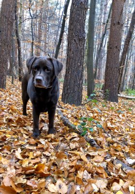 Autumn walk