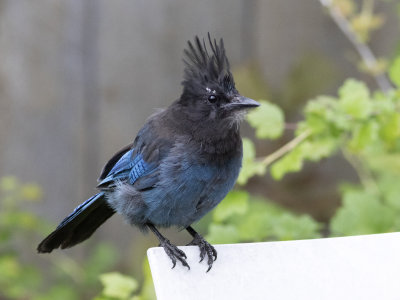 Geai de StellerSteller Jay