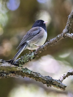 Junco ardoisDark eyed Junco