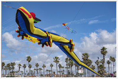 Kite Day HB 3-9-19 (15) Lizard AI Frame w.jpg
