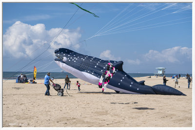 Kite Day HB 3-9-19 (10) Whale AI Frame w.jpg