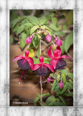 Flowers Tinkerbells Flash 5-9-19 (1) CC AI Frame Vign 5X7 w.jpg
