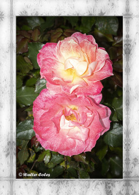 Roses Pams 5-9-19 CC AI Frame Vign 5X7 w.jpg