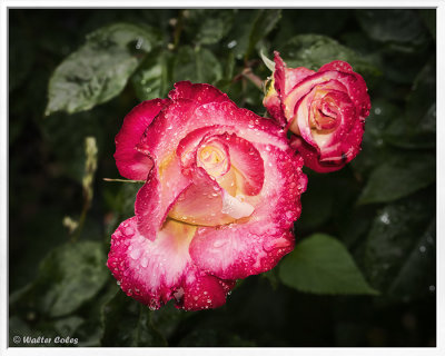 Roses Dew 5-10-19 (1) CC AI Vign Frame w.jpg