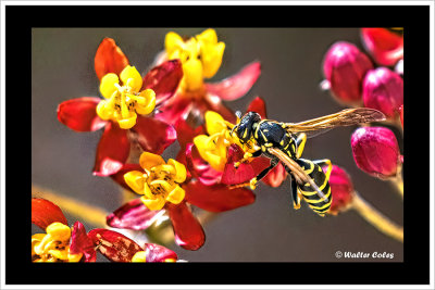 Wasp_on_Tigers_Tail_butterfly_bush_7219_b_CC_AI_Frame_w.jpg