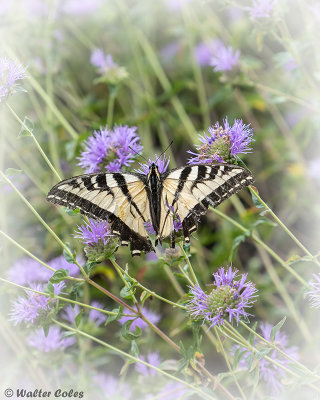 Butterfly_Shipley_Nature_Center_7719_4_CC_AI_Vign_w.jpg