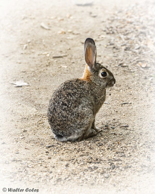 Rabbit_Shipley_Nature_Center_7719_10_CC_AI_Vign_w.jpg
