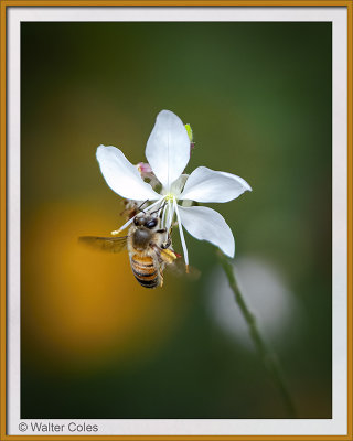 Bee_on_flower_9819_CC_S2_Vign_Frame_w.jpg