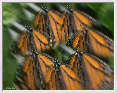 Butterfly_Monarch_72619studio_Lens_Effect2_Frame_w.jpg