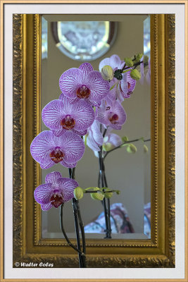 Orchid_Sony_FE_90G_92119_20_CC_S2_Frame_w.jpg