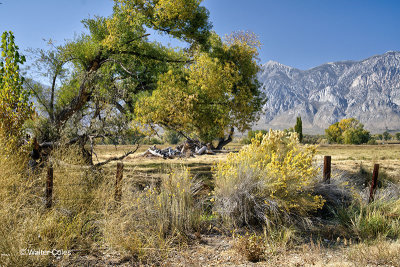 Mt Whitney area Color 10-14-19 (22)_3)_4)_Realistic +++ CC S2 w.jpg
