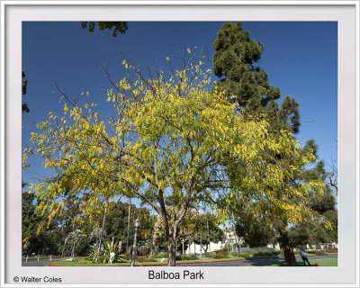 Balboa Park SD 11-14-19 (1) CC S2 Frame w.jpg