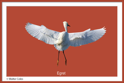 Egret_flies_CC_S2_Frame.jpg