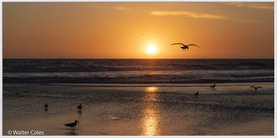 Sunset Gulls Brookhurst (b) 2-24-20 (5) CC S2 Frame w.jpg