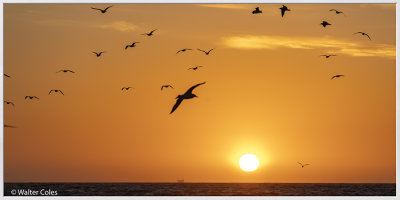 Sunset Gulls Brookhurst (b) 2-24-20 (8) CC S2 Frame w.jpg