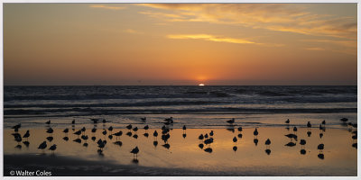Sunset Gulls Brookhurst (b) 2-24-20 (19) CC S2 Frame w.jpg