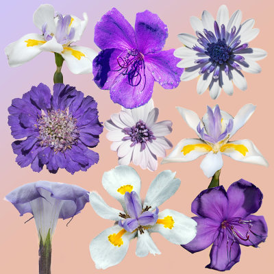2020 Flowers Blue w.jpg