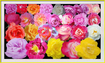 2020 Roses Collage 12X20 Impression Frame w.jpg