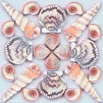 Shells collage 4-27-20 Remax10 w.jpg