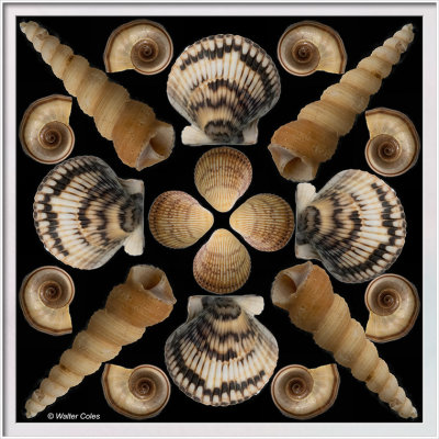 Shells collage 4-27-20 S2 Frame w.jpg