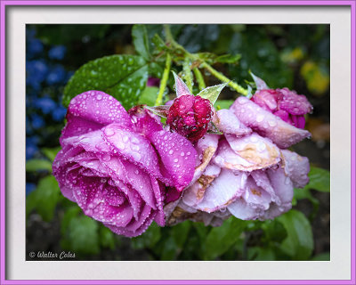 Roses (3) with dew 5-4-20 CC S2 Vign Frame w.jpg