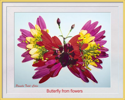 Pams Butterfly from Flowers 2 6-13-20 CC S2 Frame Text w.jpg