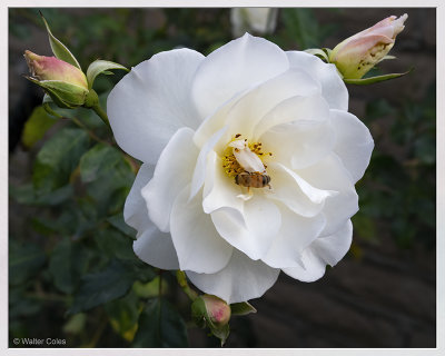 2020 Flowers 12-8 (5) Rose + Bee CC S2 w.jpg