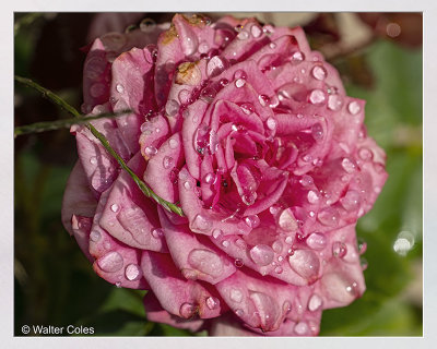 9-16-19 (7) Rose drops CC S2 Frame w.jpg