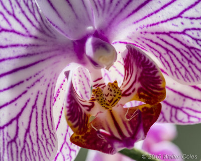 Orchid 100 Macro 7-13-16 (4).jpg