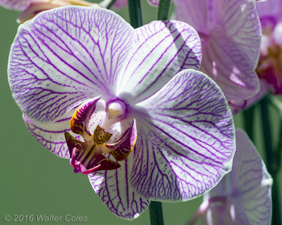 Orchid 100 Macro 7-13-16 (5).jpg