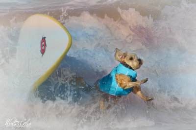 Surf Dog Events 9-23-17 (5) Wipeout Studio2 w.jpg