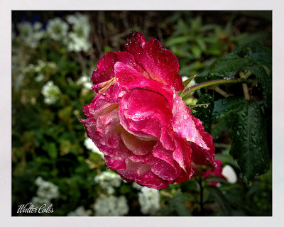 2021 Rose HDR 4-16-21 (4)_5)_6)_Optimizer CC S2 Frame w.jpg