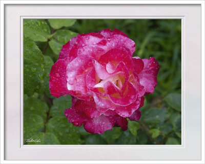 2021 Flowers 5-8-21 (8) CC S2 Frame w.jpg