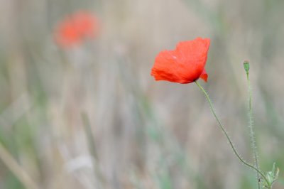 La fleur rouge