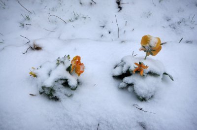 Fleurs d'hiver