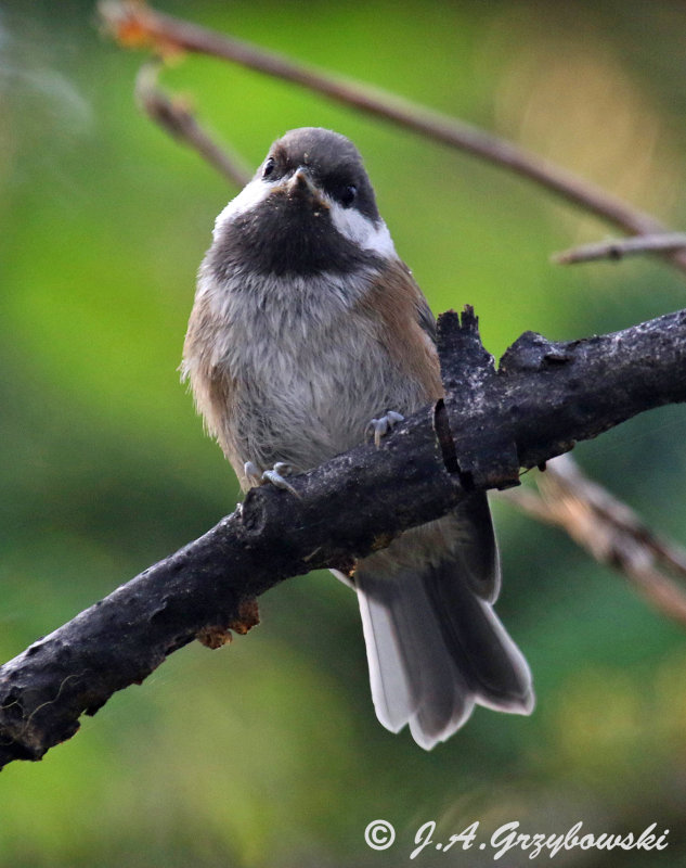 Chestnut-backed Chickadee