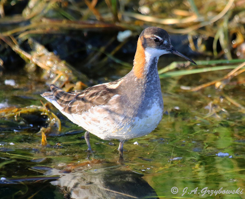 Red-necked Phalarope