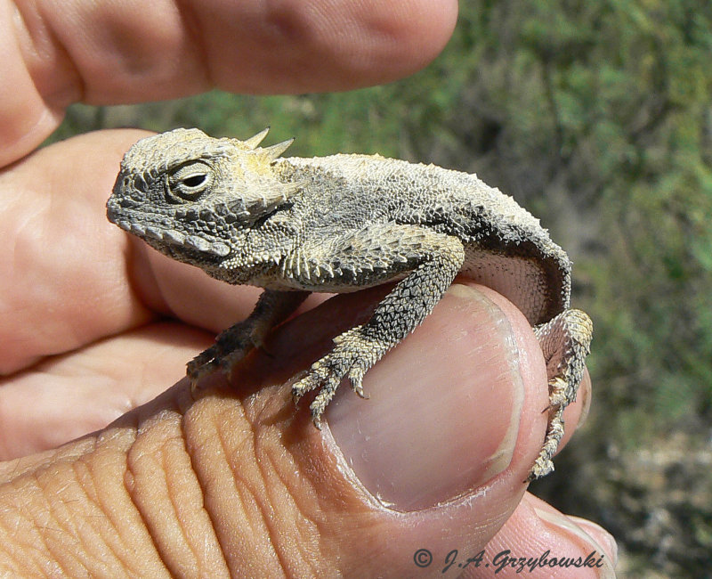 Round-tailed Horned Lizard (Phrynosoma modestum)